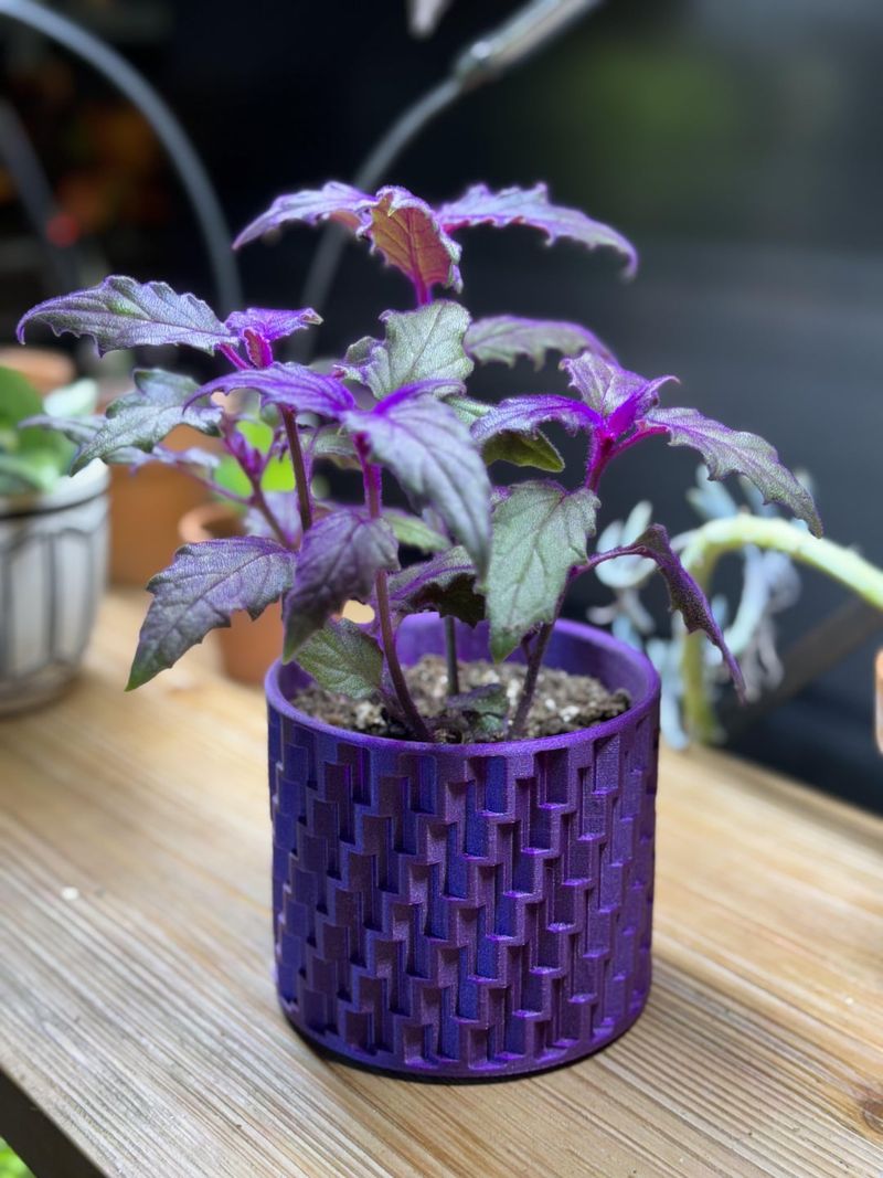 Repotting Needs and Timing