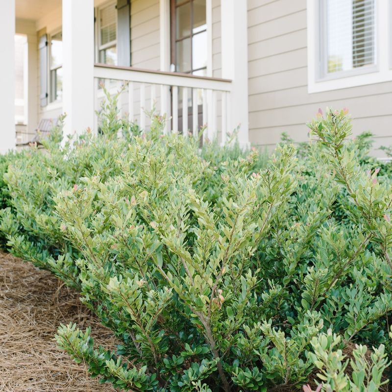 Planting Shrubs Too Close to Your House