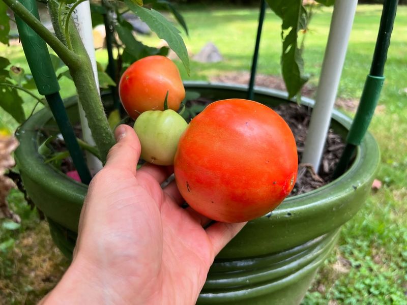 Consider Fruit Size And Weight