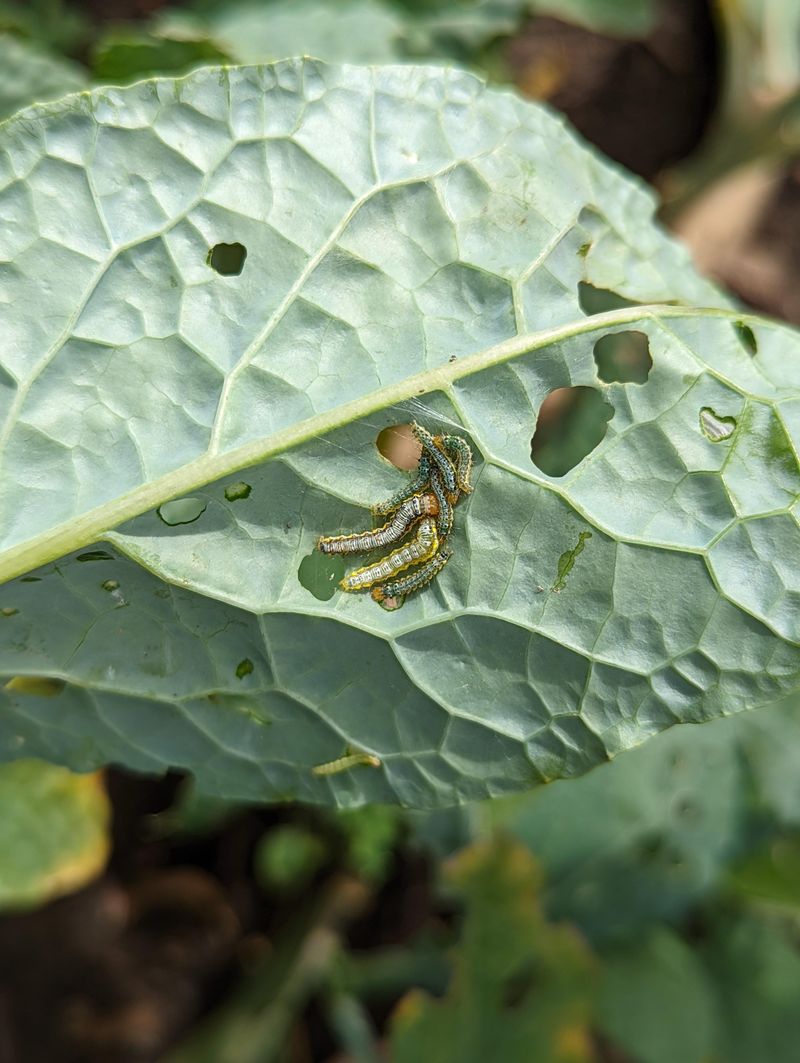 Controlling Garden Pests