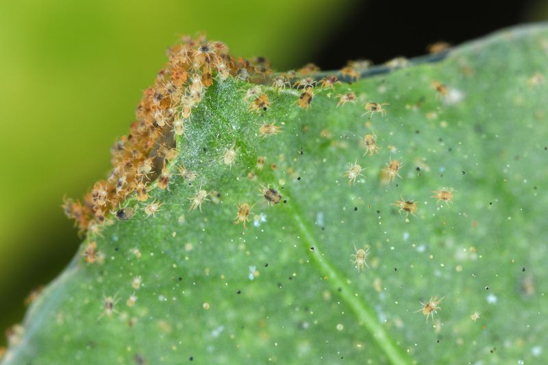 Failing to Monitor for Pests
