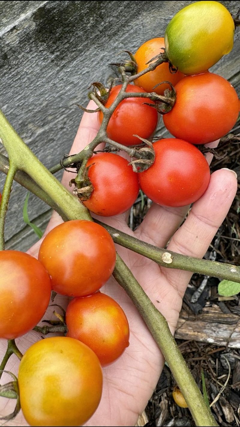 Feeding schedule affects flavor