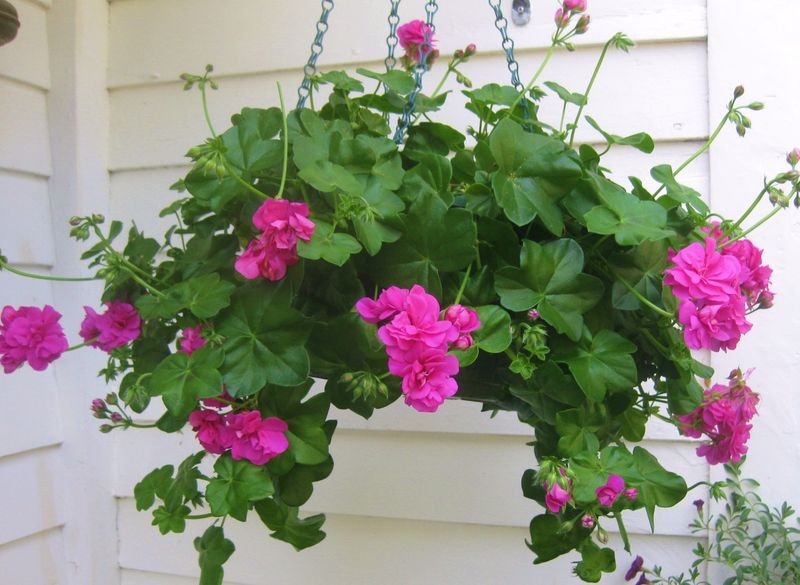 Ivy-Leaved Geranium