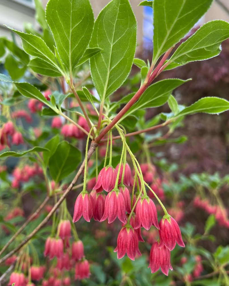 Enkianthus