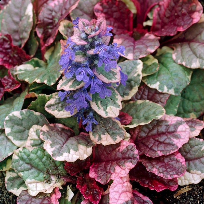 Ajuga (Bugleweed)