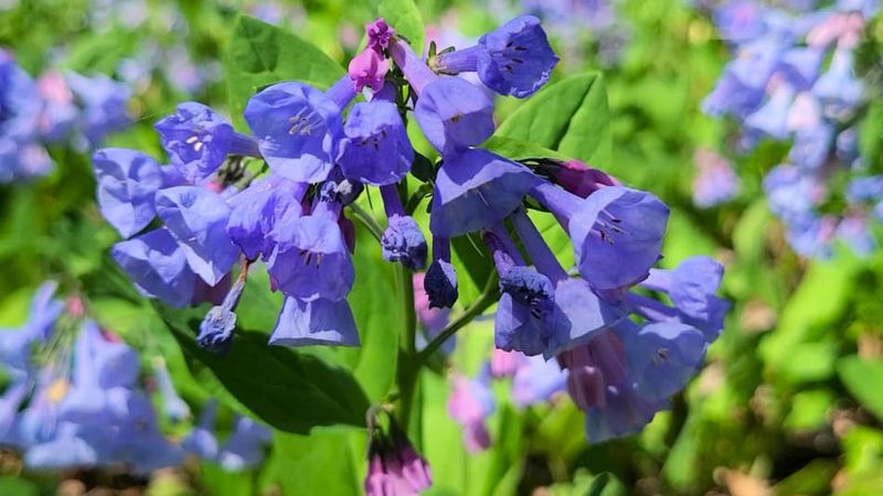 Mertensia