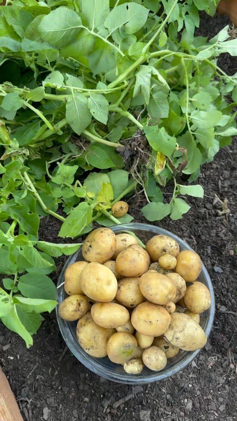 Potatoes