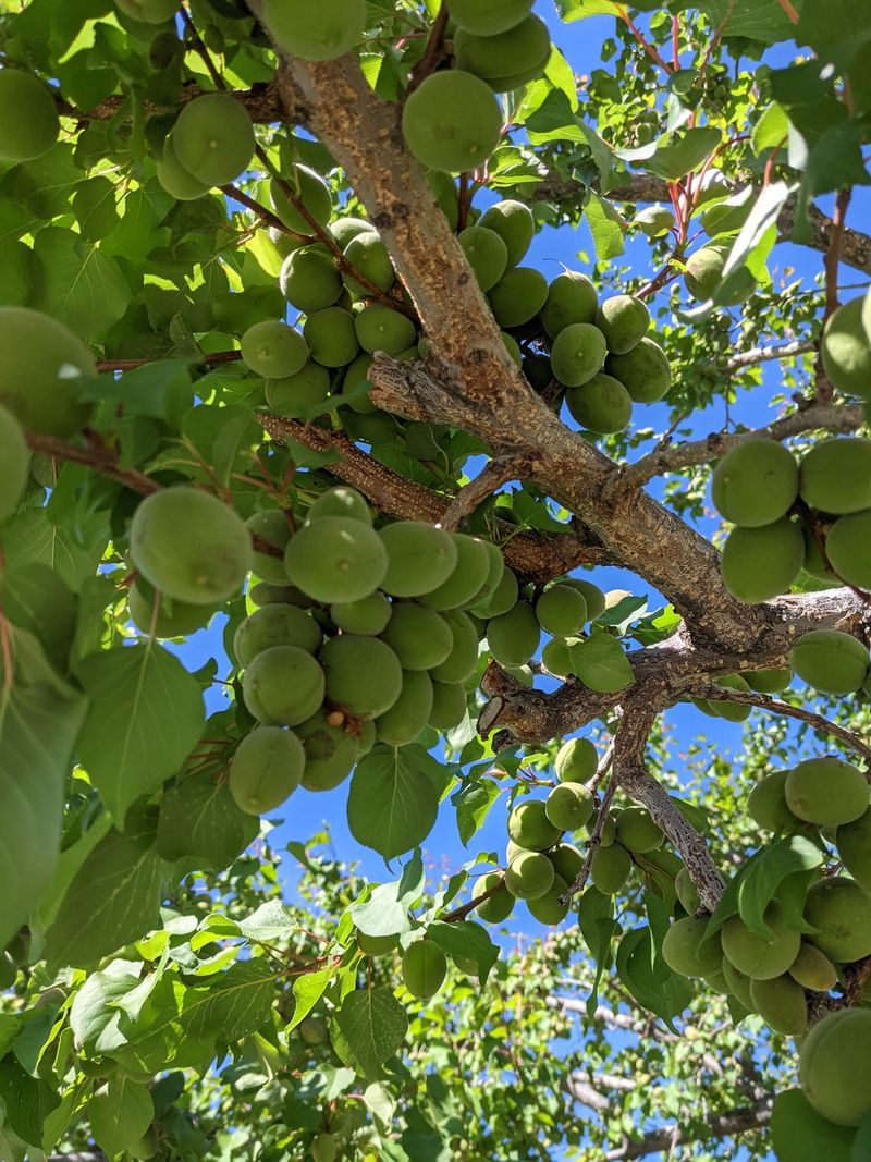 Apricot Trees: The Toxic Relative