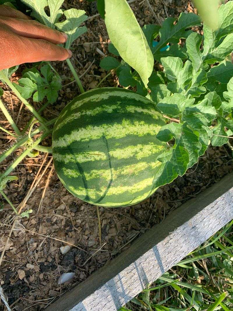 Watermelon: Too Much Sprawl, Too Little Return