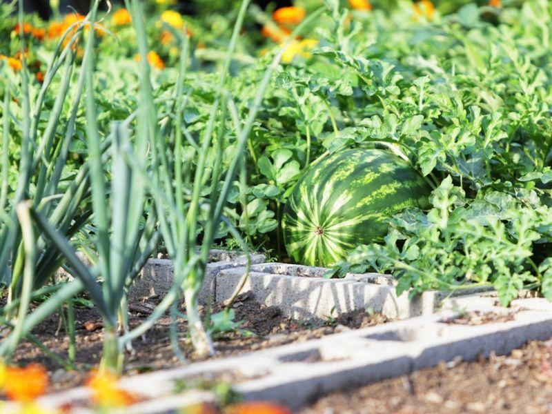 Melons: Space and Nutrient Competitors