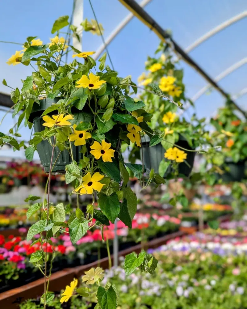 Black-Eyed Susan Vine: Cheerful Trailing Alternative