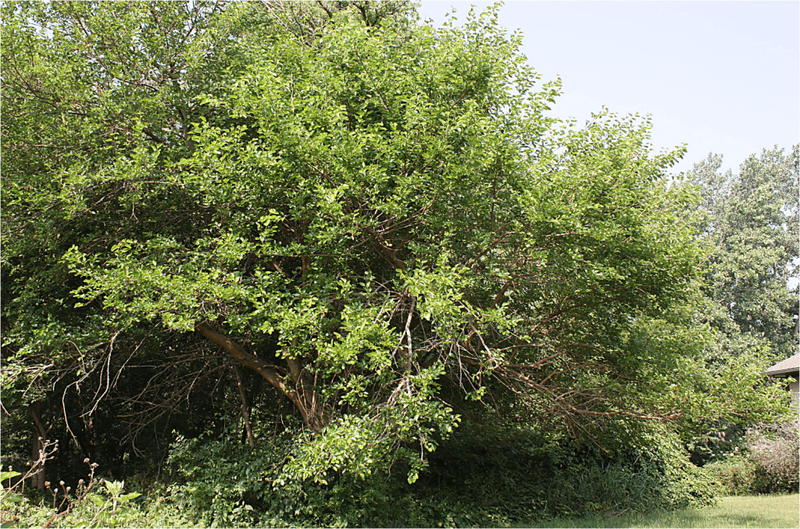 Weeping Mulberry Trees