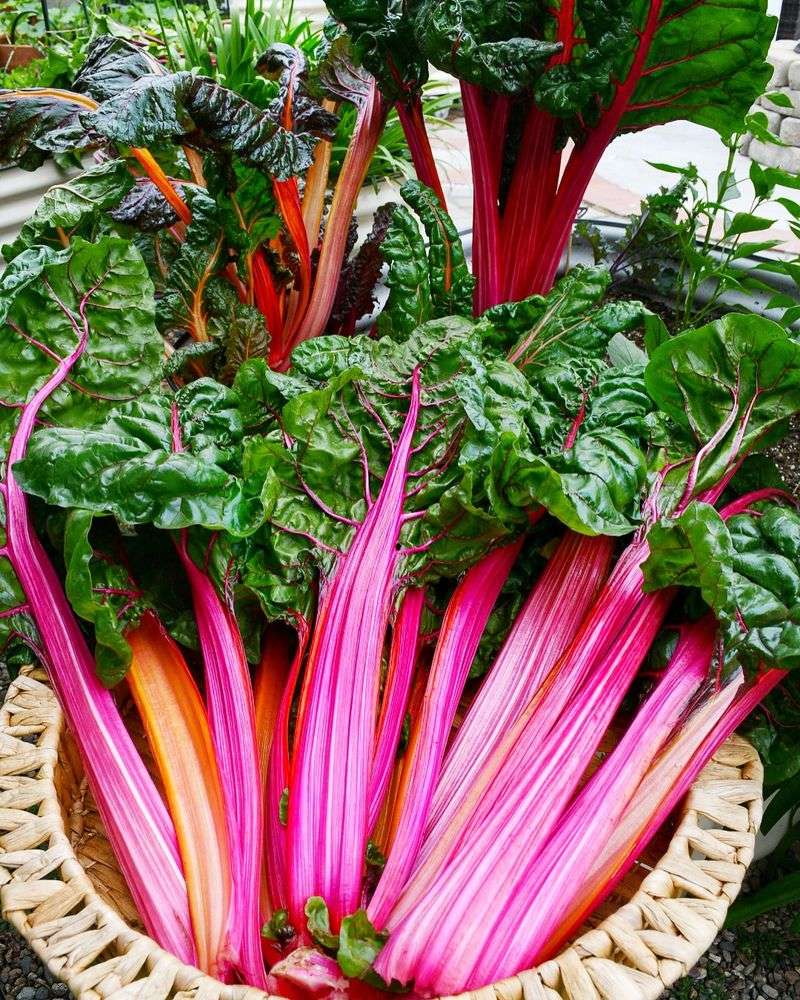 Rainbow Swiss Chard