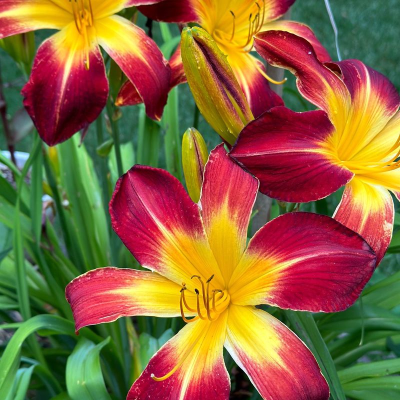 Daylily