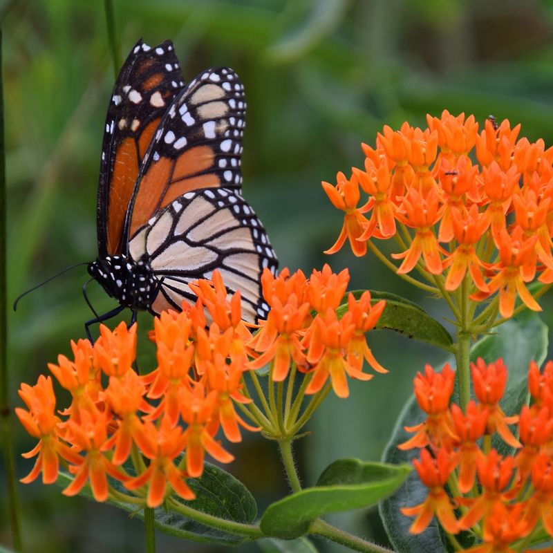 Butterfly Weed