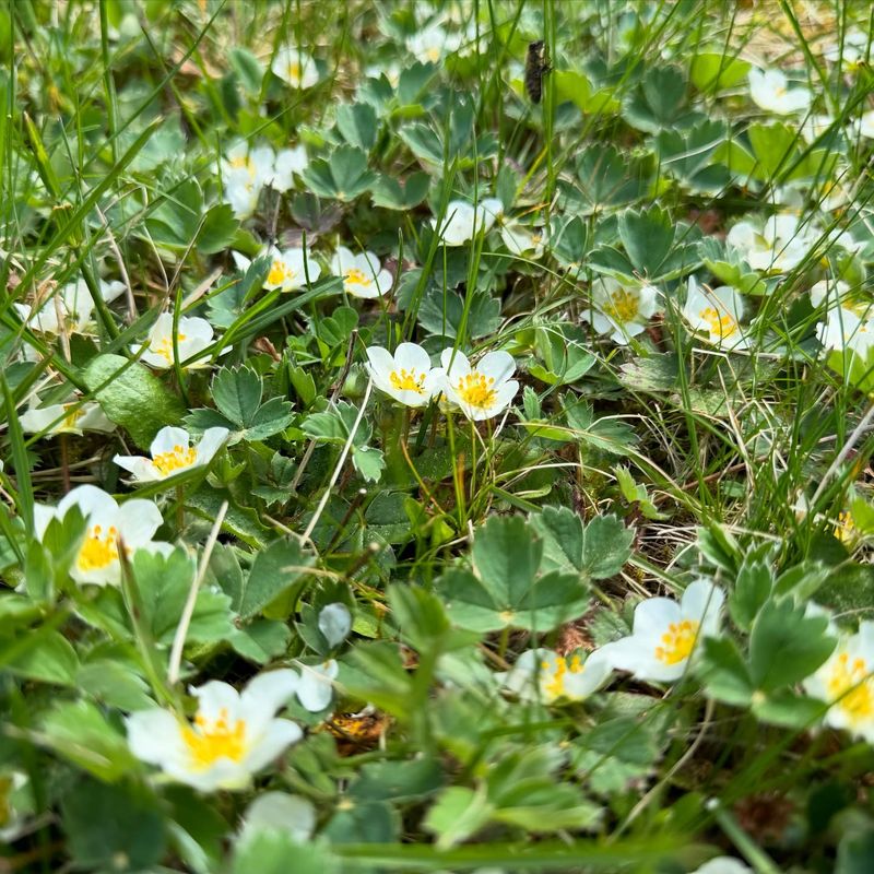 Wild Strawberry (Fragaria virginiana)