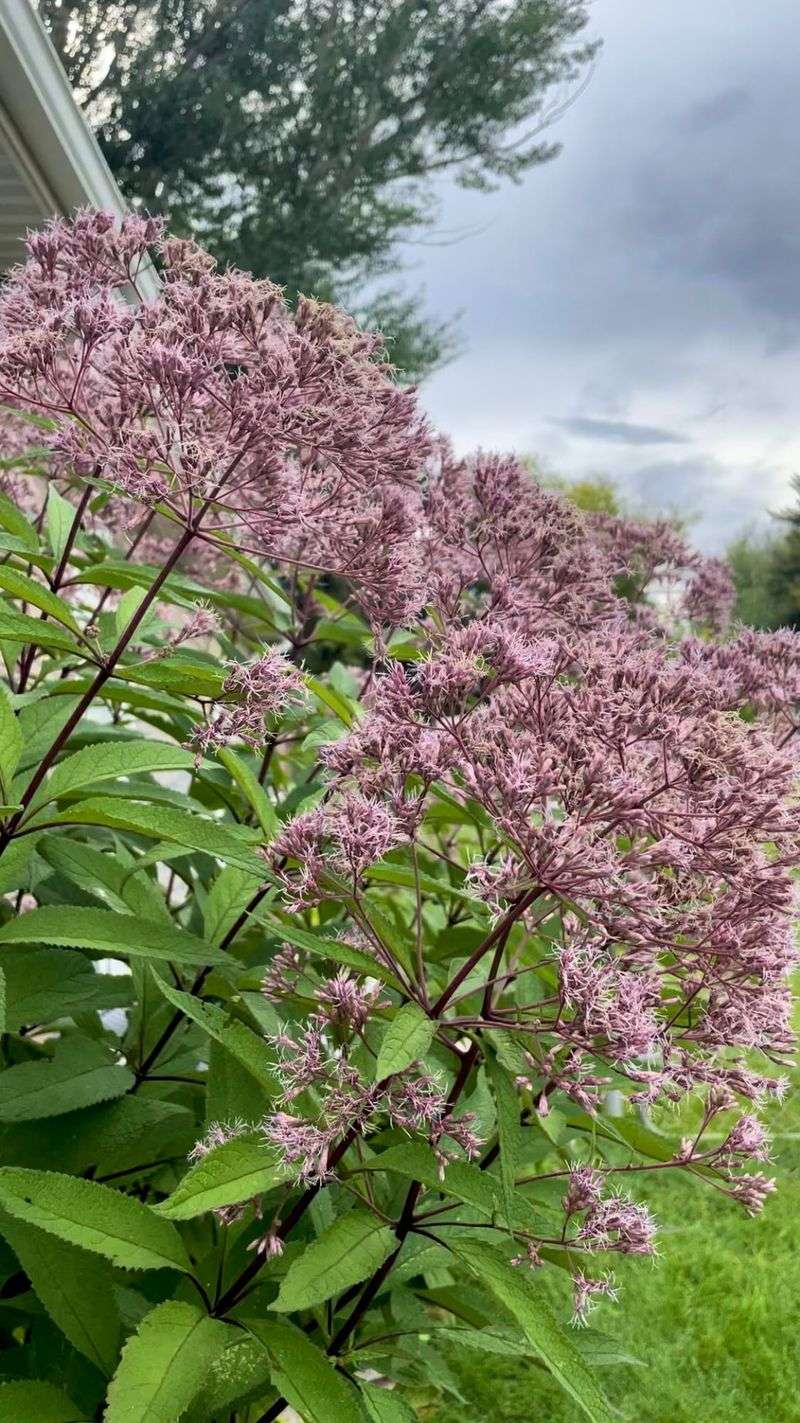 Joe-Pye Weed (Eutrochium)