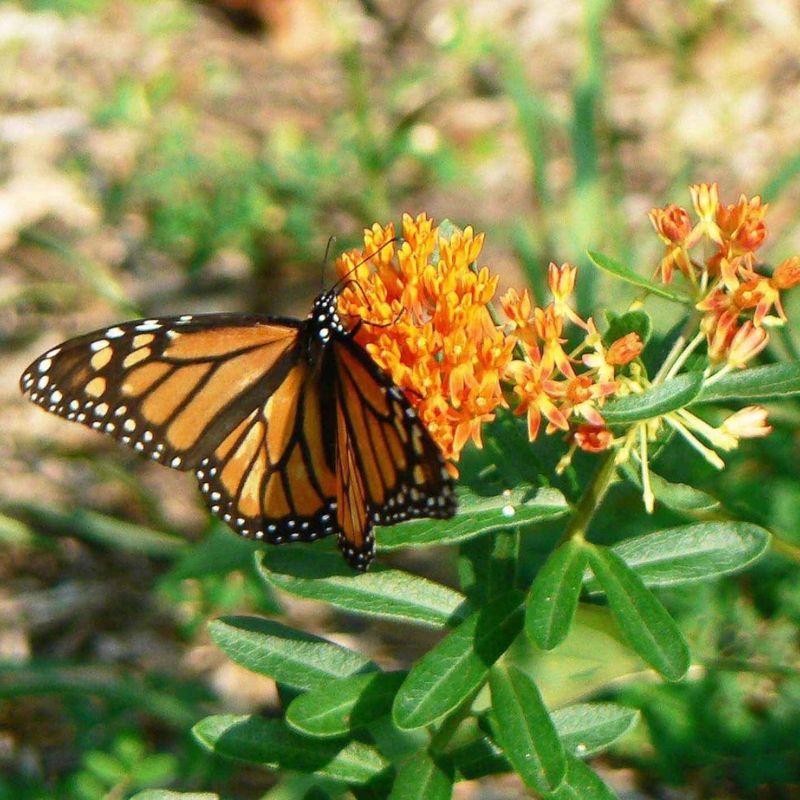 Milkweed
