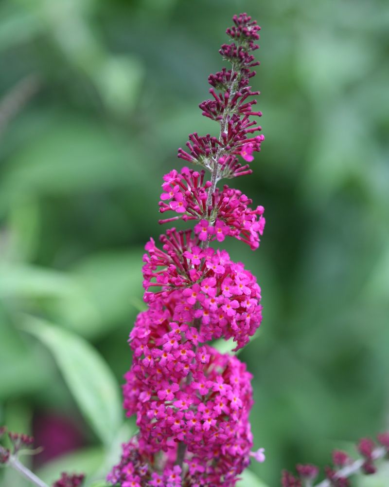 Butterfly Bush's Misleading Name