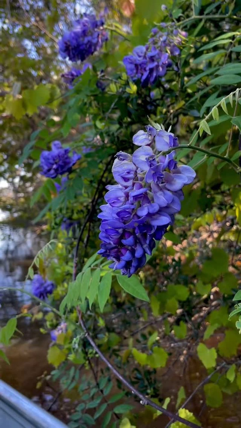 Chinese Wisteria's Strangling Habit