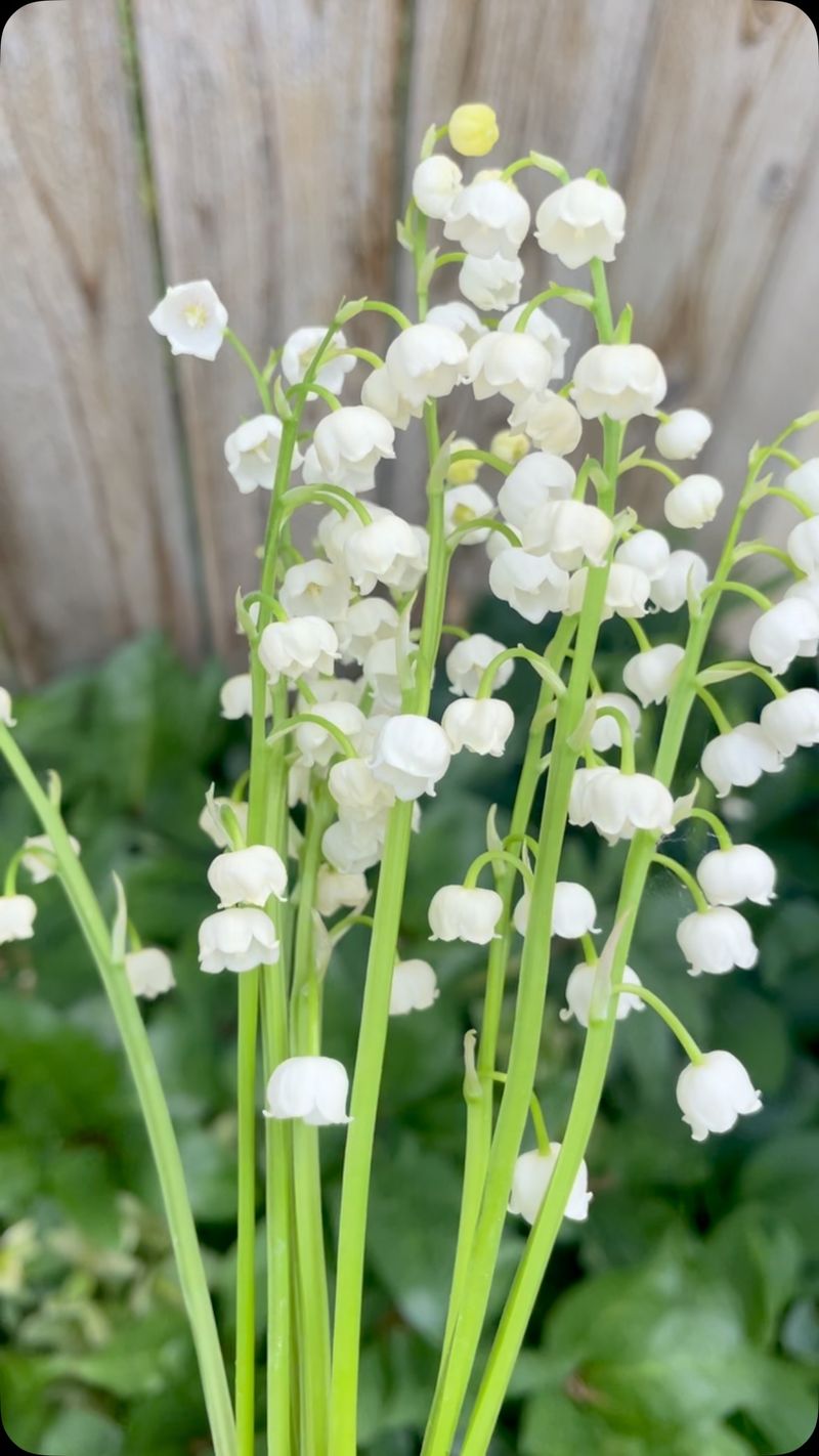 Lily Of The Valley