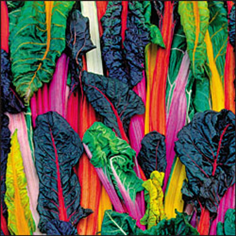 Five Color Silverbeet