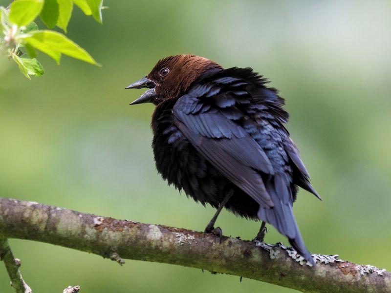Brown-headed Cowbird