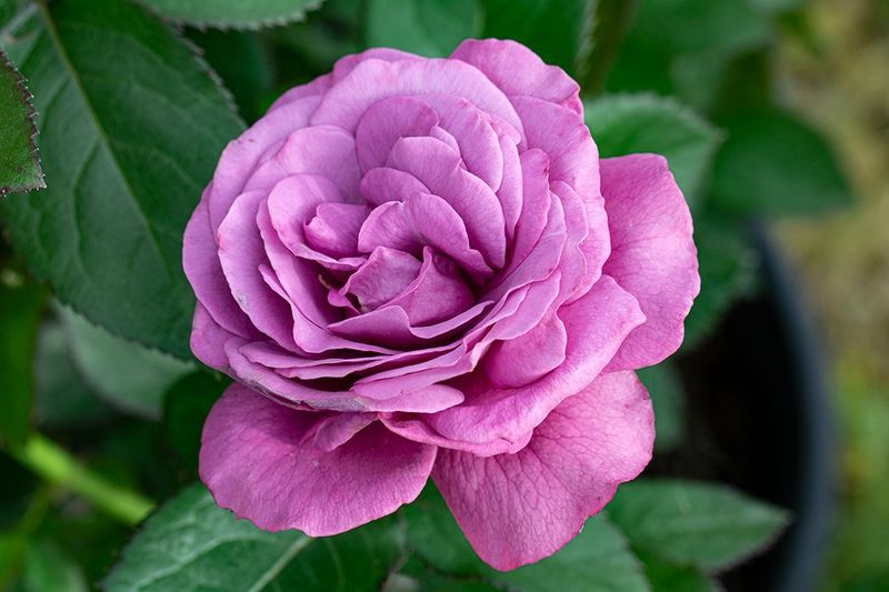 Plum Perfect