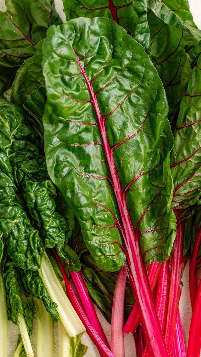 Peppermint Swiss Chard