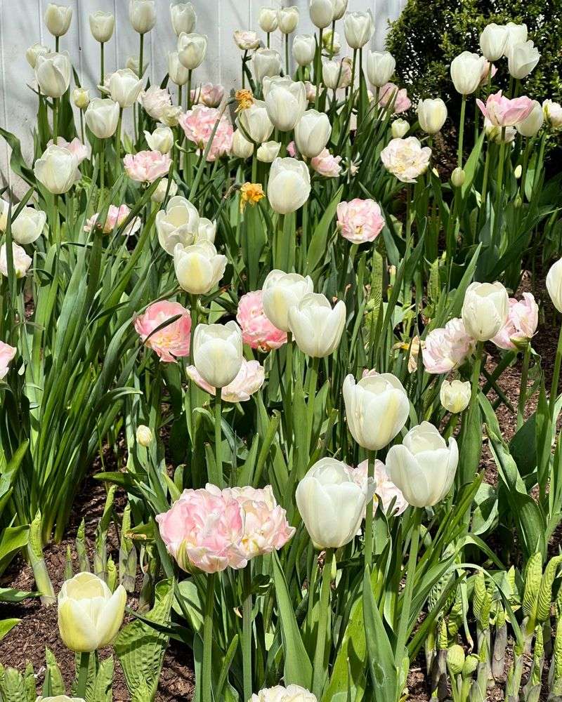Soft Pink and White: Cloud-Like Elegance