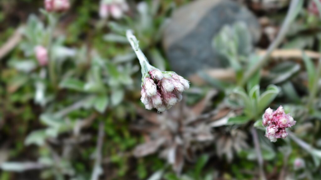 antennaria plant