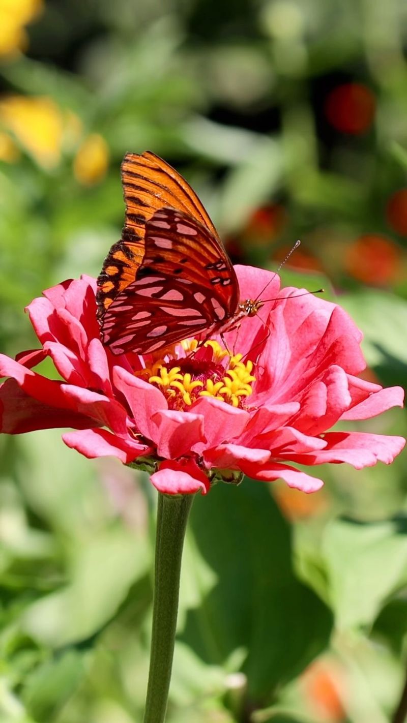Pollinator-Friendly Environment
