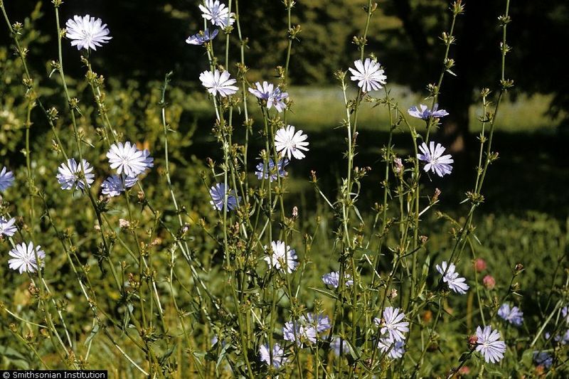 Chicory