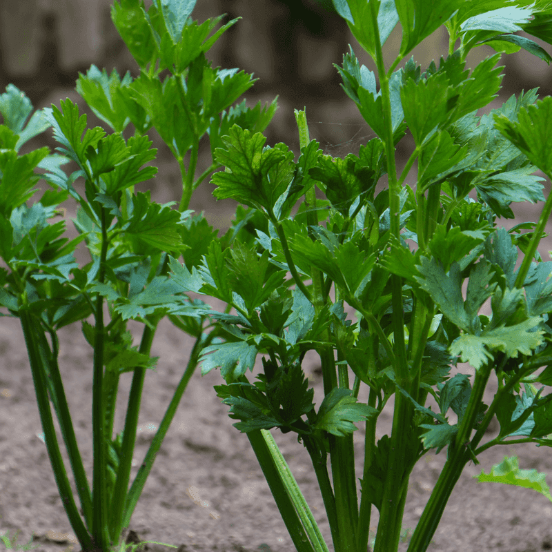 Celery: The Nutrient Competitor