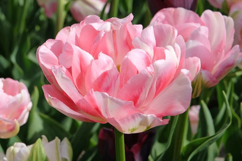 Angelique Tulips