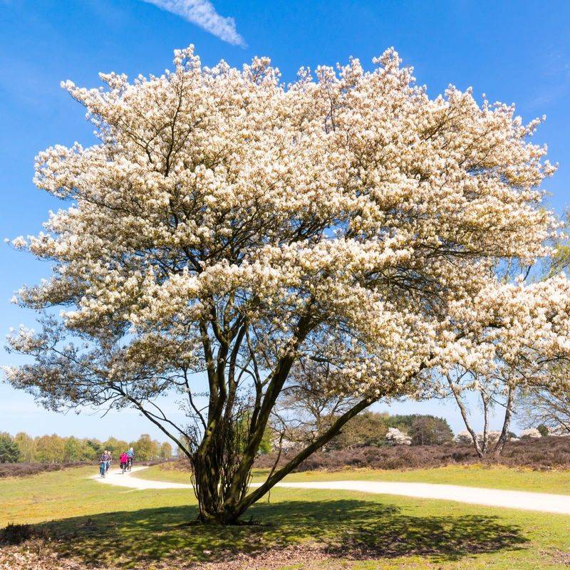 Serviceberry Trees