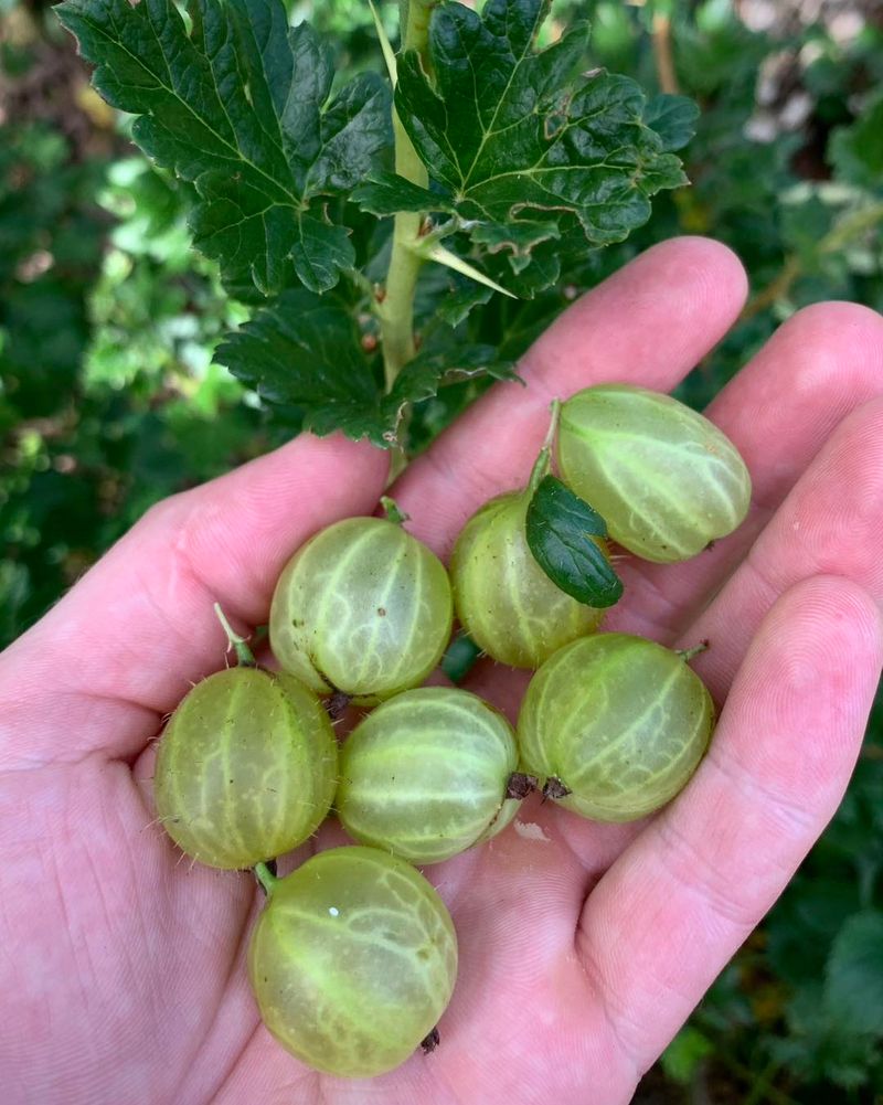 Gooseberry