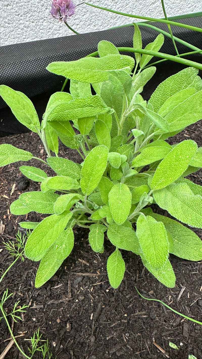 Sage