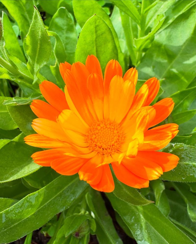 Calendula