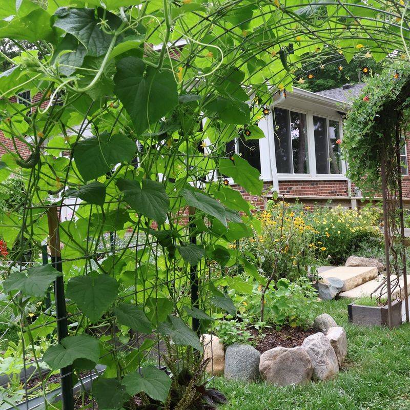 Cucumbers