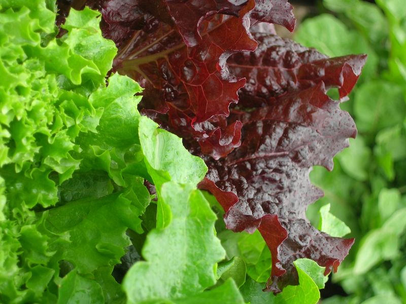Lettuce