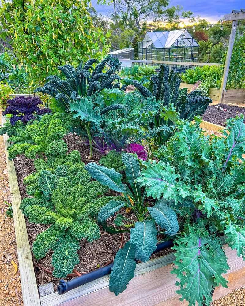 Kale