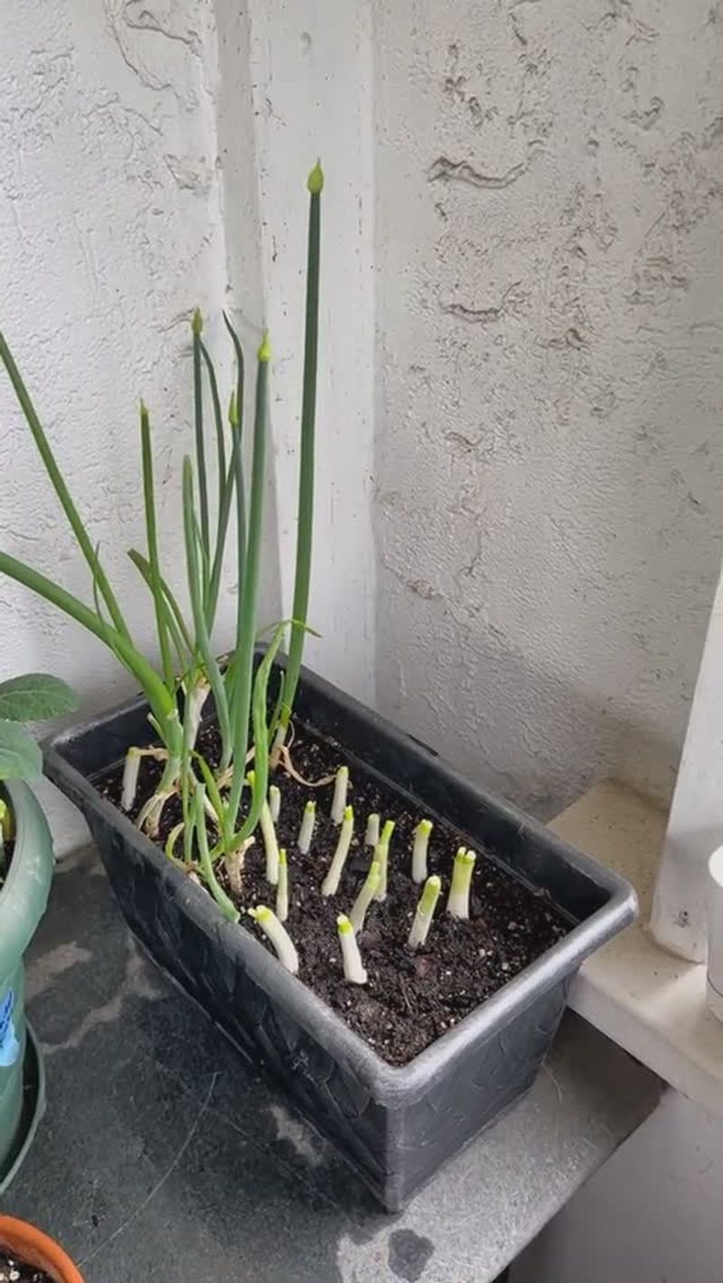 Scallions