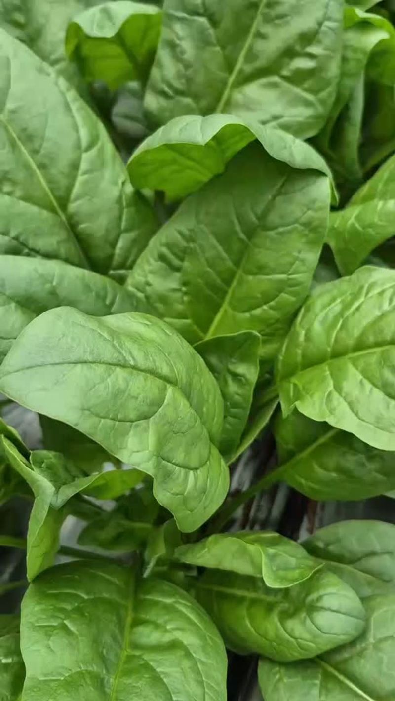Spinach