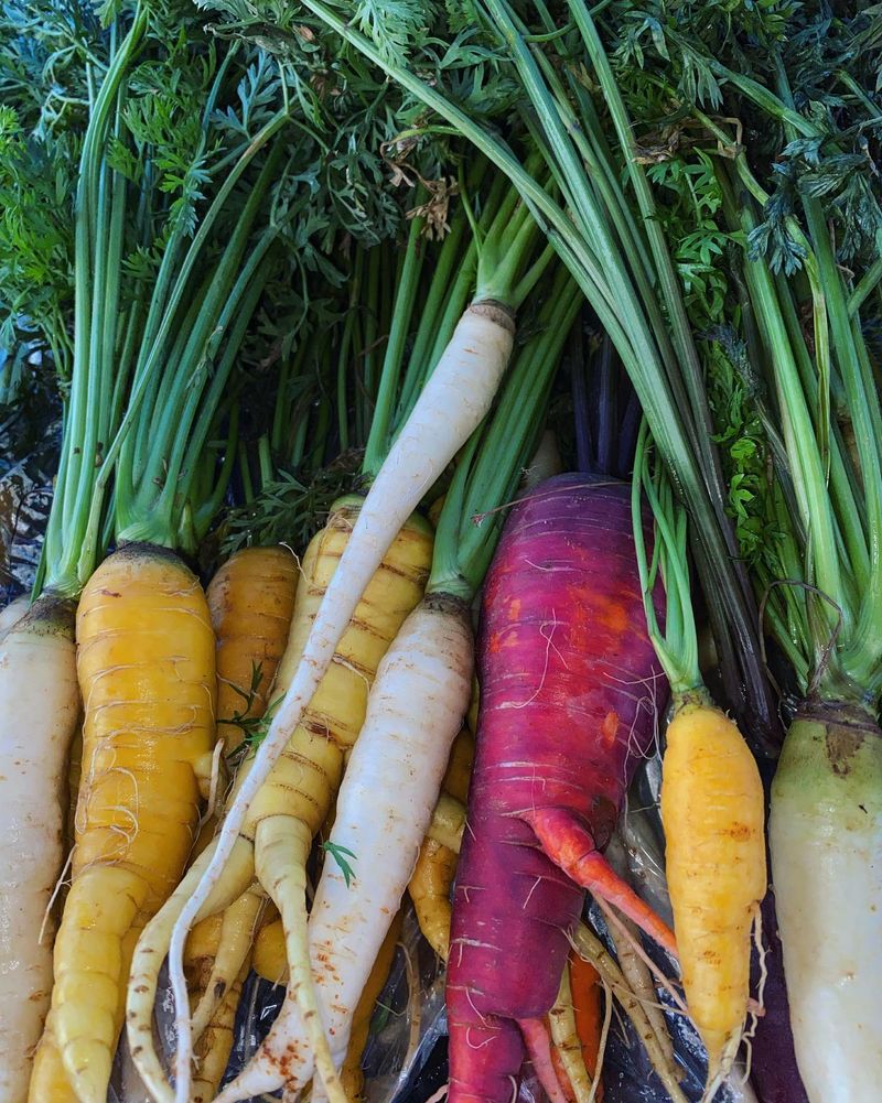 Carrots