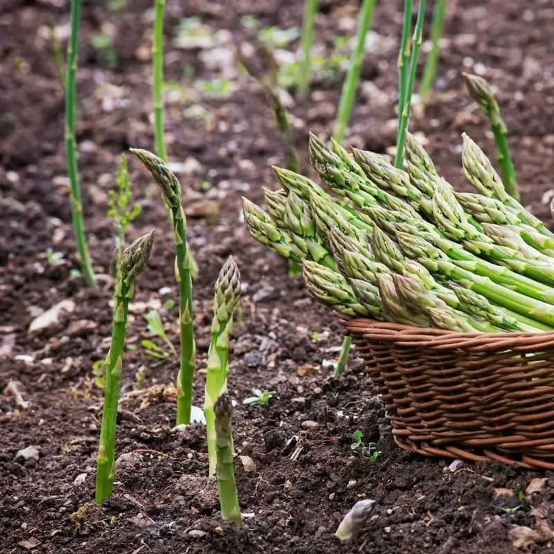 Asparagus