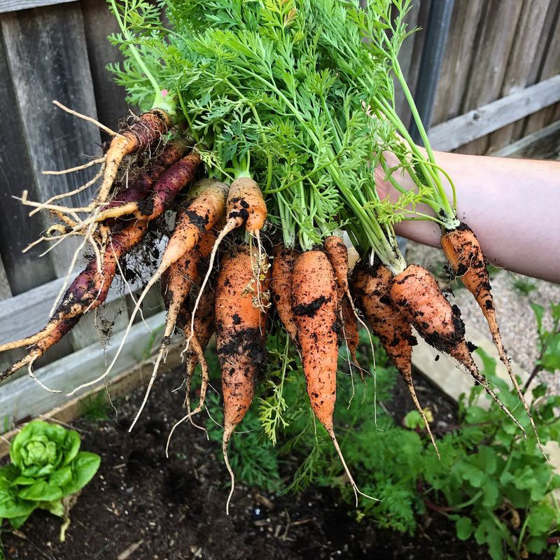 Carrots - Deep-Rooting Allies
