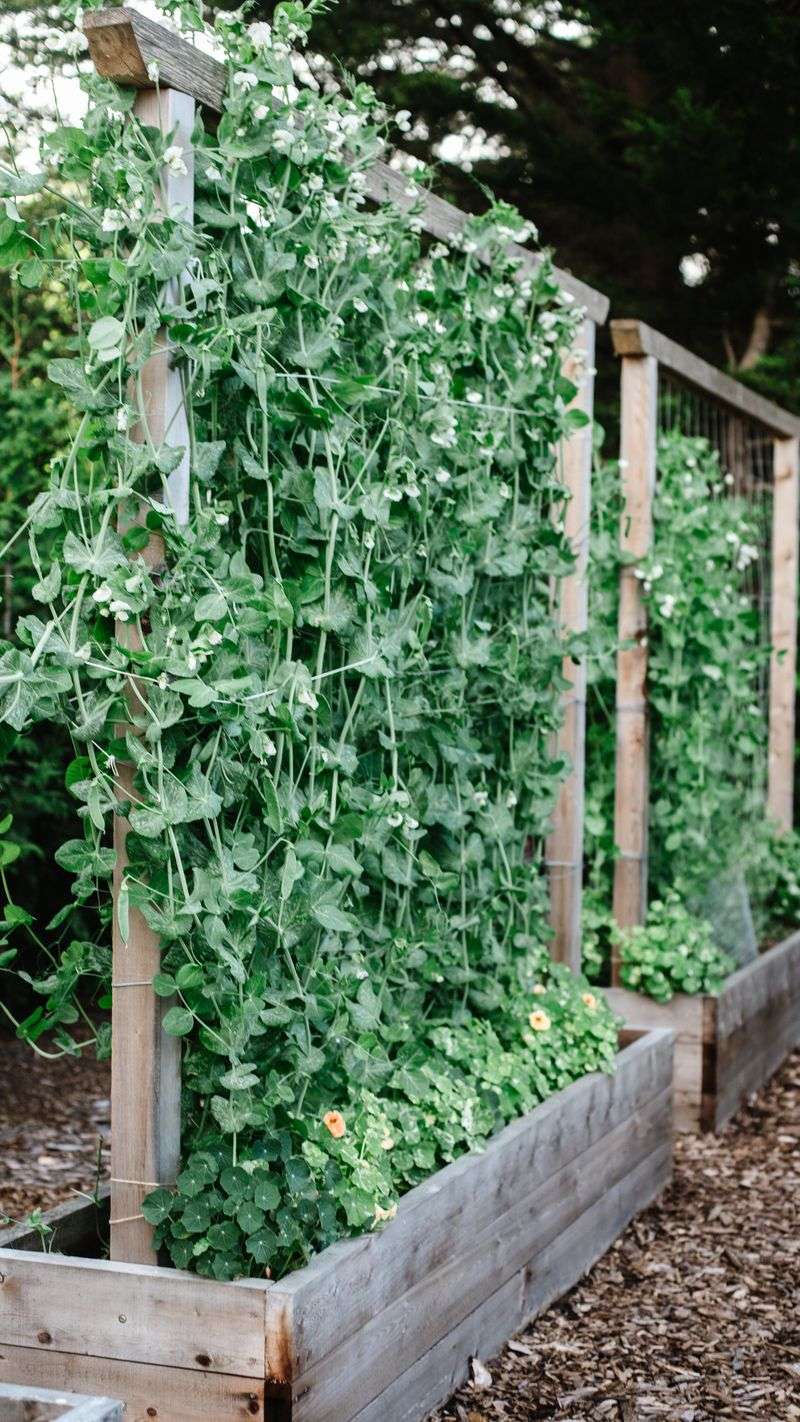 Peas - Climbing Champions
