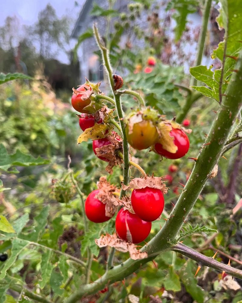 Tomatoes Take Too Long
