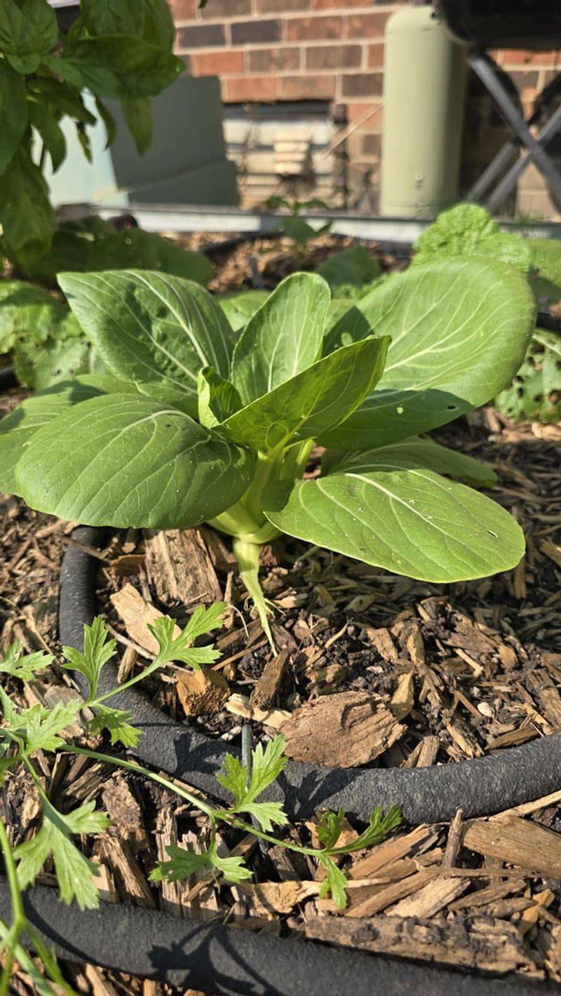 Spinach: Nutrient-Dense Quick Producer
